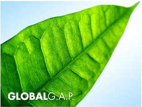 CÔNG TY TNHH TRÁI CÂY SẠCH MIỀN TÂY FRESH FRUIT Đảm bảo tiêu chuẩn Global Gap
